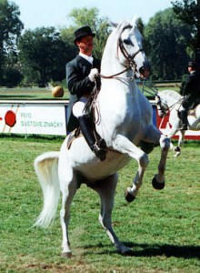 Obrazek